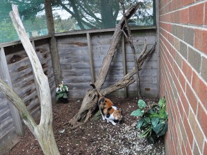 pic-cattery01
