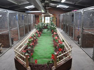pic-kennels01